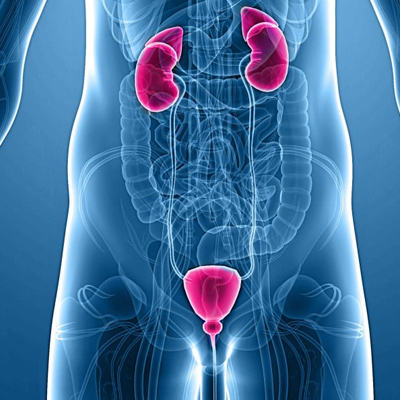 Bladder Health