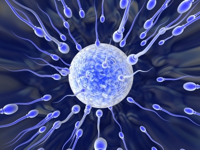 Male Fertility